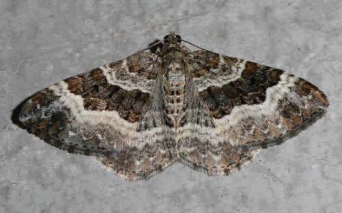 Epirrhoe alternata